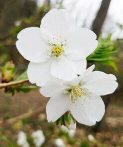 Prunus serrulata 'Snow Goose'