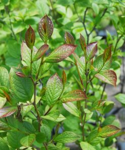 Stewartia pseudocamillia