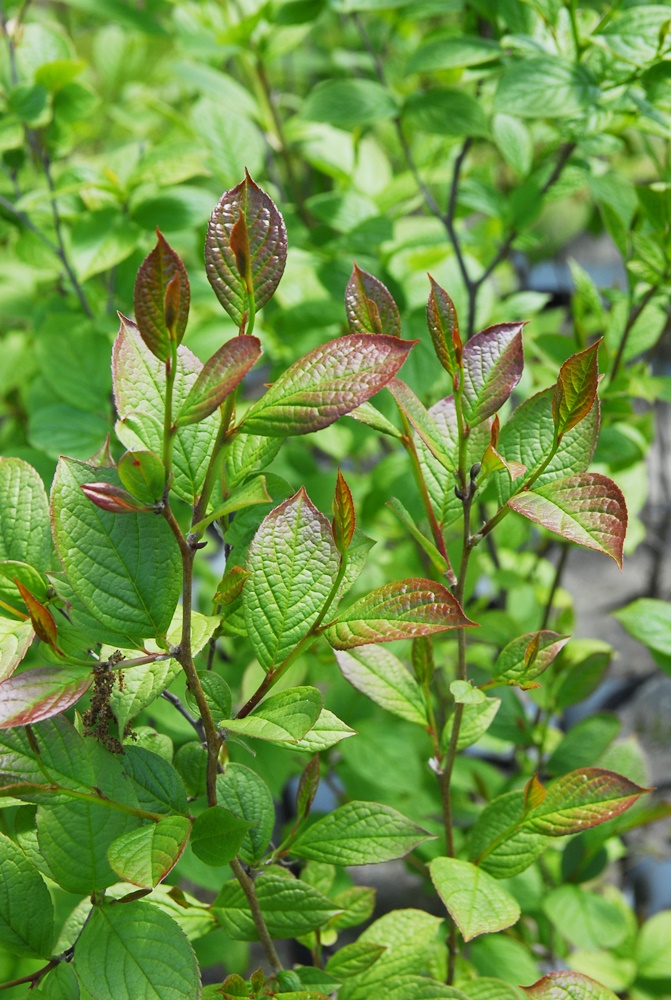 Stewartia pseudocamillia