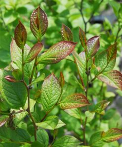 Stewartia pseudocamillia
