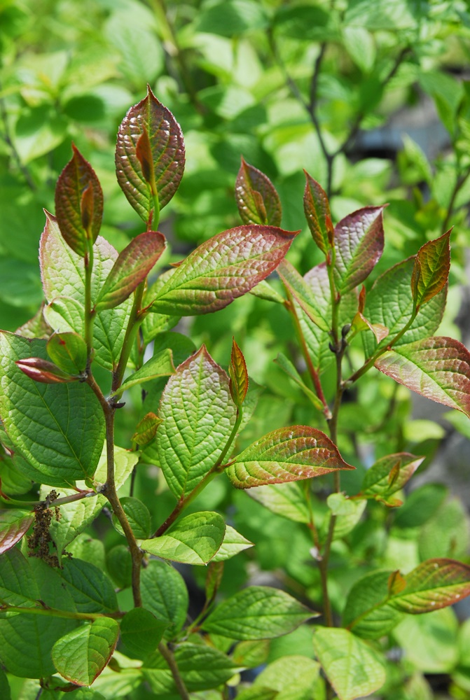 Stewartia pseudocamillia