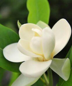 Magnolia virginiana, 'Sweetbay Magnolia'