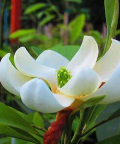 Magnolia virginiana, 'Moonglow'