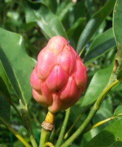 magnolia virginiana seed pod