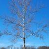 Platanus occidentalis, American Sycamore