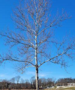 Platanus occidentalis, American Sycamore