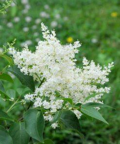 Syringa reticulata 'Ivory Silk'