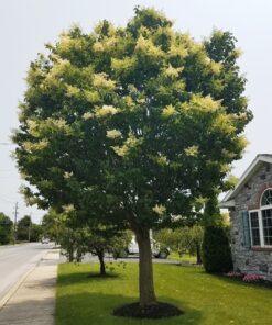 syringa reticulata 'Ivory Silk'