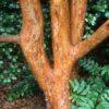 Stewartia monadelpha, 'Tall Stewartia'