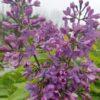 Syringa reticulata, Tiny Dancer