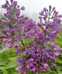 Syringa reticulata, Tiny Dancer