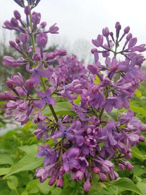 Syringa reticulata, Tiny Dancer