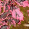 Fagus sylvatica 'Roseomarginata'