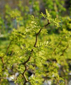 Robinia pseudoacacia, 'Twisty Baby'