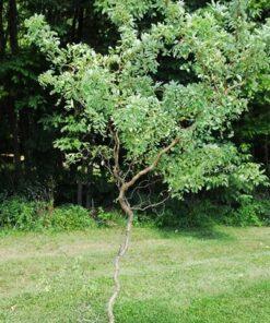 Robinia pseudoacacia, 'Twisty Baby'