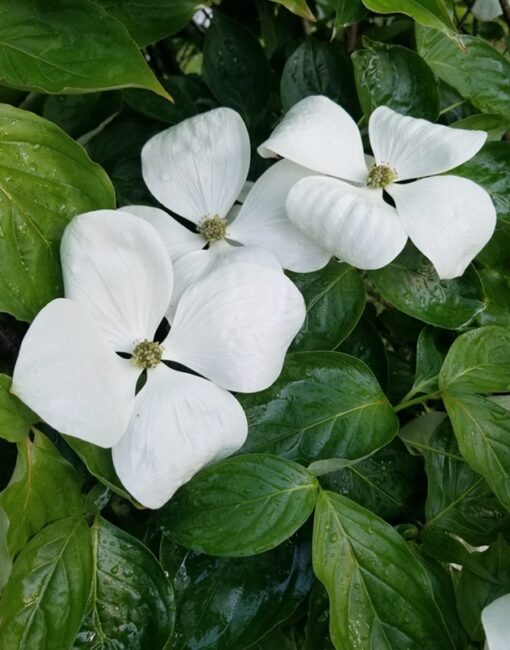 Cornus kousa, Venus Dogwood