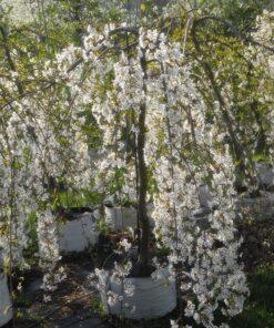 Prunus shidare, Weeping Yoshino Cherry