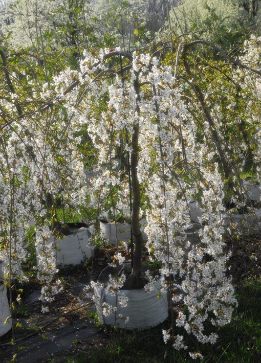 Prunus shidare, Weeping Yoshino Cherry