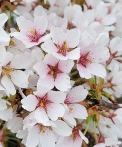 prunus x yedoensis, shidare