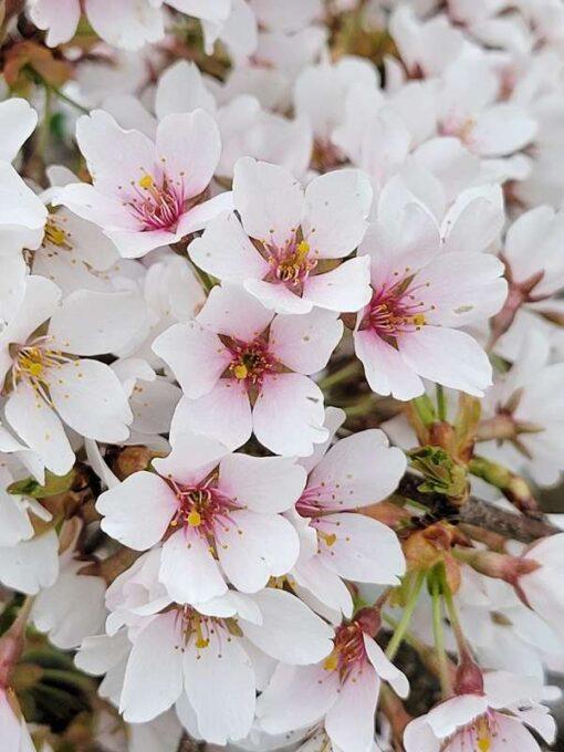 prunus x yedoensis, shidare
