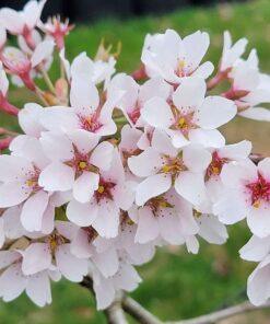 prunus x yedoensis, shidare