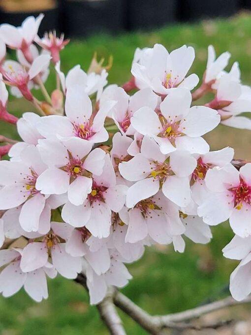 prunus x yedoensis, shidare