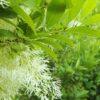 Chionanthus virginicus, 'White Fringe Tree'