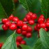 Ilex verticulata 'Winter Red'