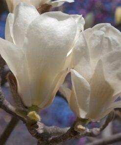 Magnolia denudata, 'Yulan Magnolia'