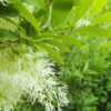 Chionanthus virginicus