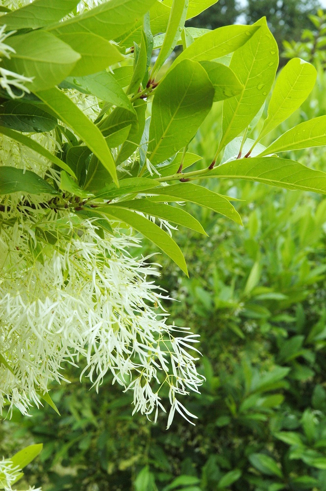 Chionanthus virginicus
