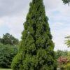 cryptomeria japonica yoshino