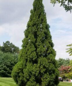 cryptomeria japonica yoshino