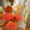 stewartia_pseudocamellia