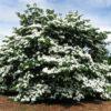 Cornus kousa, 'Venus Dogwood'