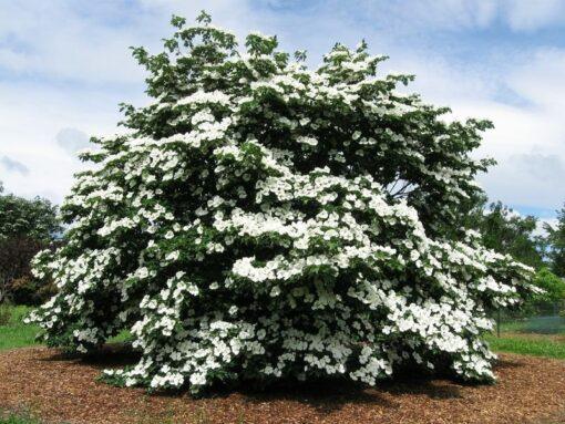 Cornus kousa, 'Venus Dogwood'