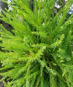 Cryptomeria japonica 'Yoshino'