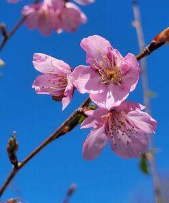 prunus, helen taft cherry