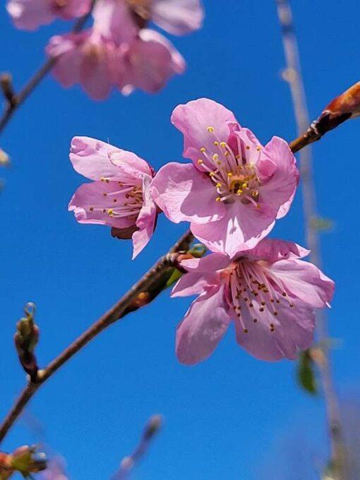 prunus, helen taft cherry