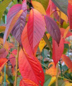 Prunus, Helen Taft