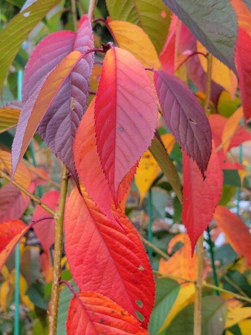 Prunus, Helen Taft