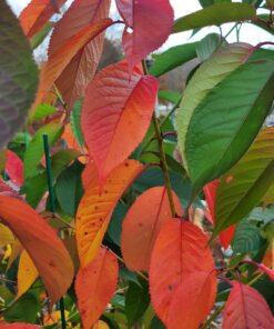 Prunus, Helen Taft