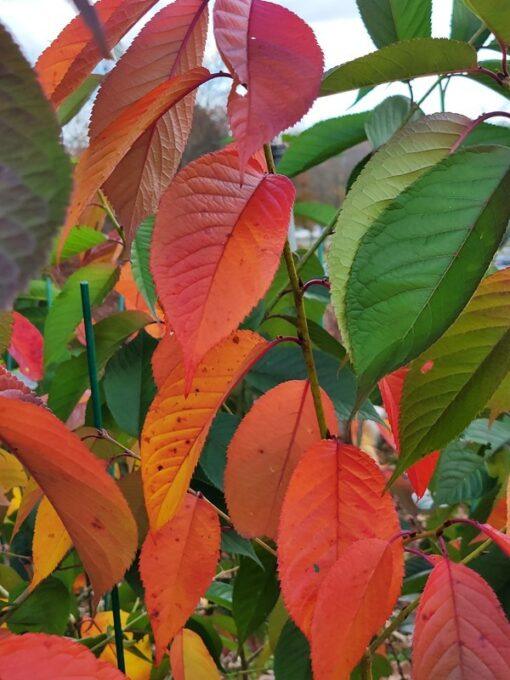 Prunus, Helen Taft