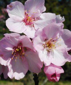 Prunus, Helen Taft Cherry Flowers