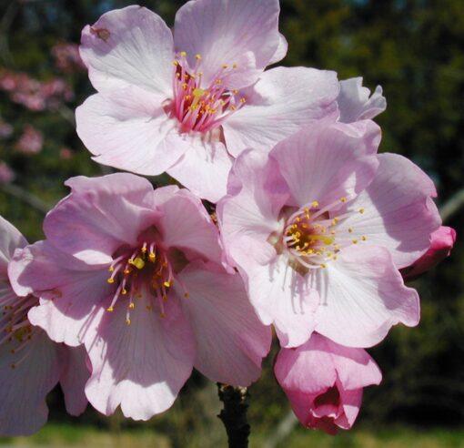 Prunus, Helen Taft Cherry Flowers