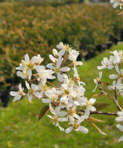 Amelanchier grandiflora, Autumn Brilliance