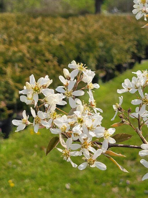 Amelanchier grandiflora, Autumn Brilliance