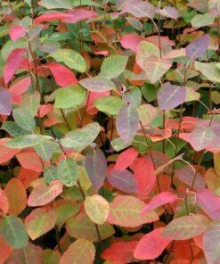 amelanchier grandiflora, autumn brilliance