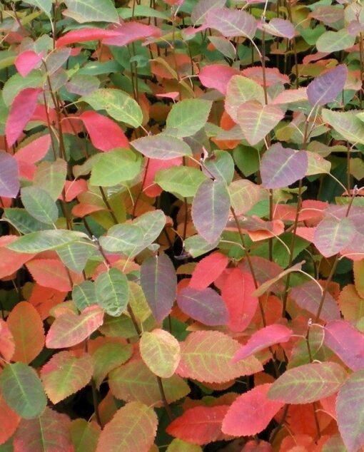 amelanchier grandiflora, autumn brilliance