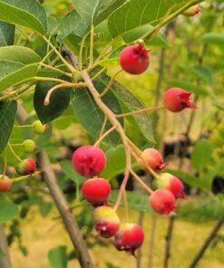 Amelanchier_Autumn Brilliance